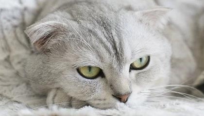 华体会官方网站-博洛尼亚袭占对手阵地，全力以赴，博洛尼亚站