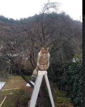 _花式篮球表演赛:运动之美无限延伸_,篮球花样表演