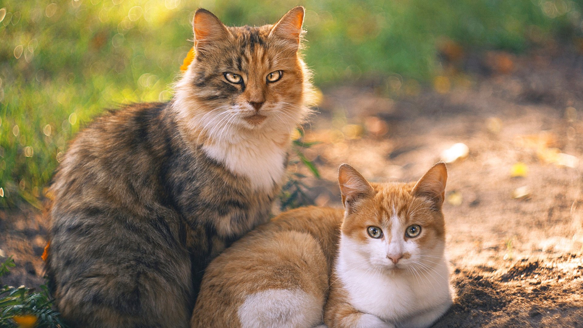 “法甲悬念升腾,豪门争霸进入最后阶段”,法甲新豪门