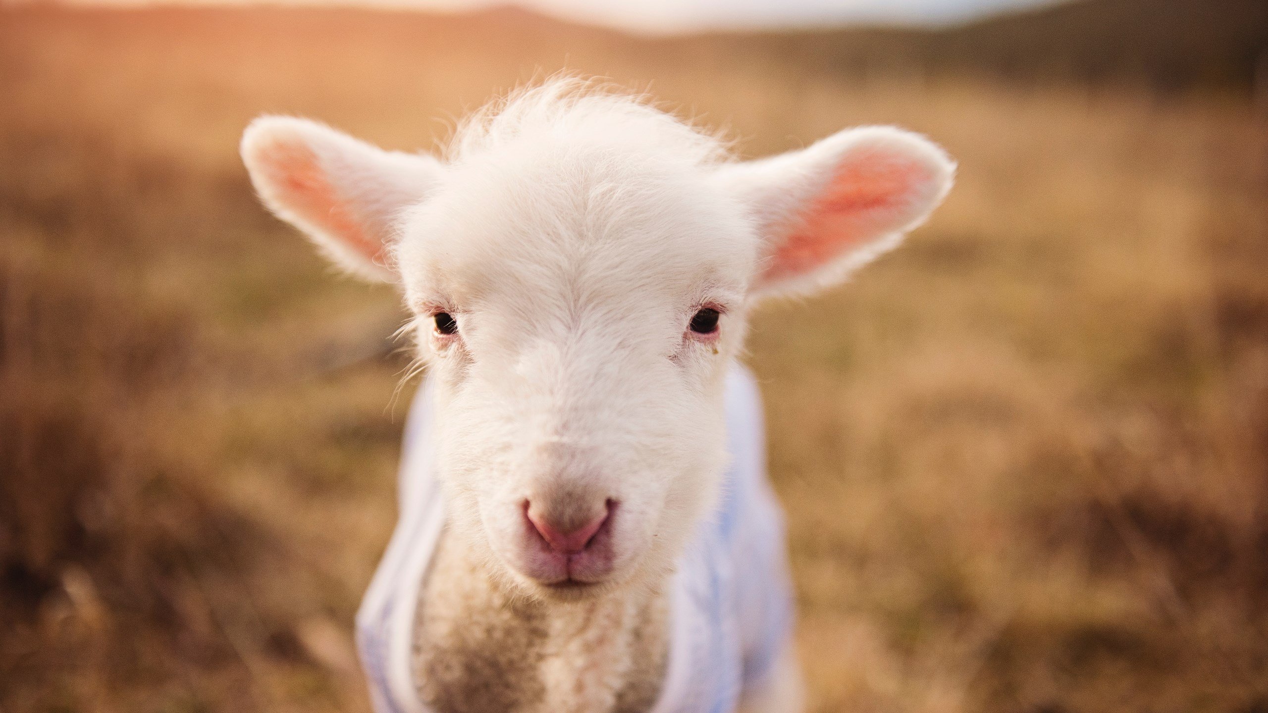 【赛场风云】丁俊晖:攻坚克难的比赛技巧分享,播放丁俊晖的比赛视频