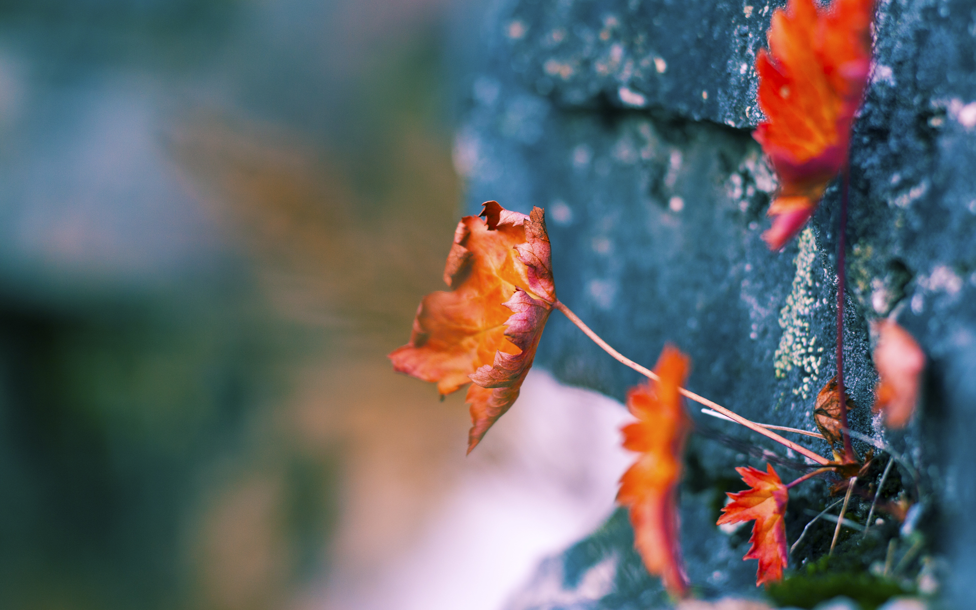 史上“最牛”篮下封盖：斯托亚科维奇在对阵勇士时完美封堵对手关键投篮！