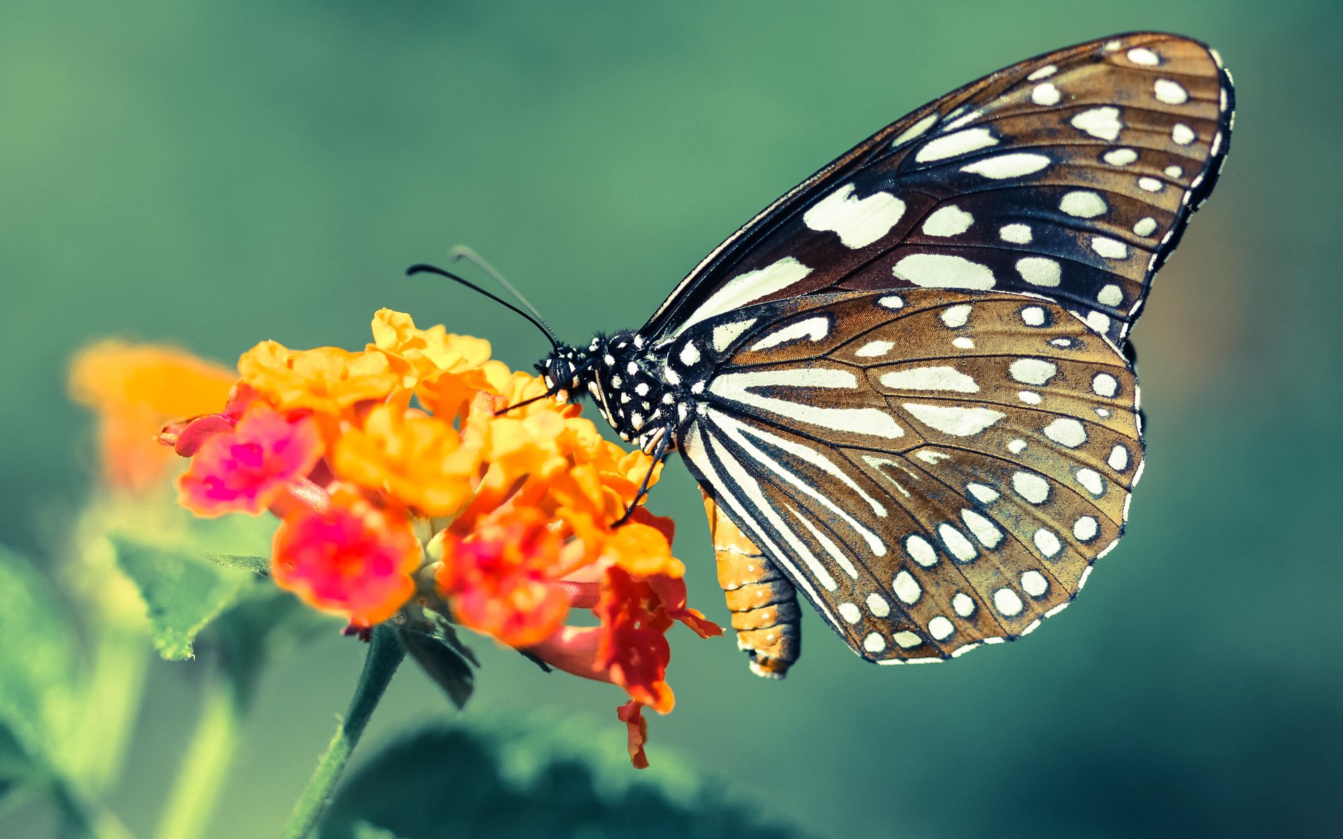 改革创新推动青少年足球场地普及,乡村振兴新引擎,推进全国青少年校园足球改革建设研究