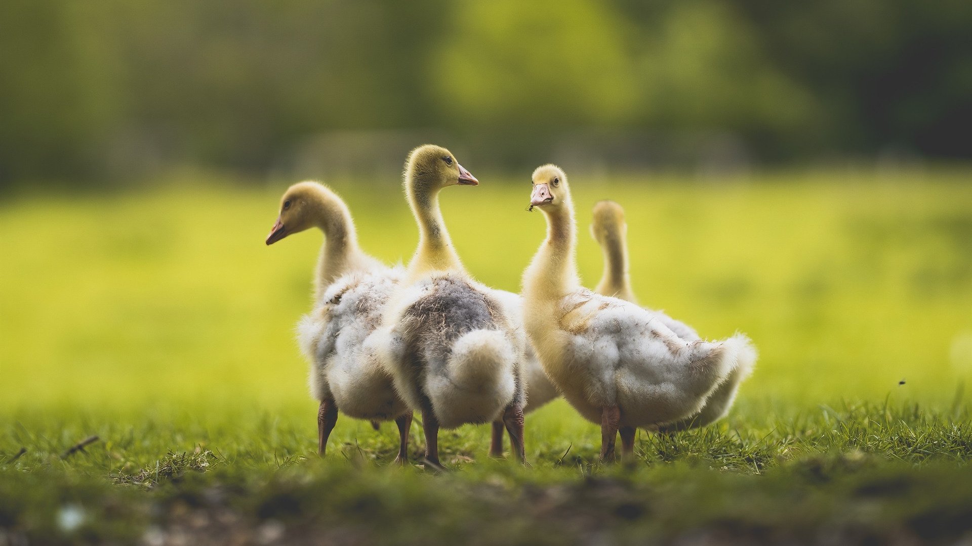 T1赛季关键战绩回顾,本赛季t1英雄