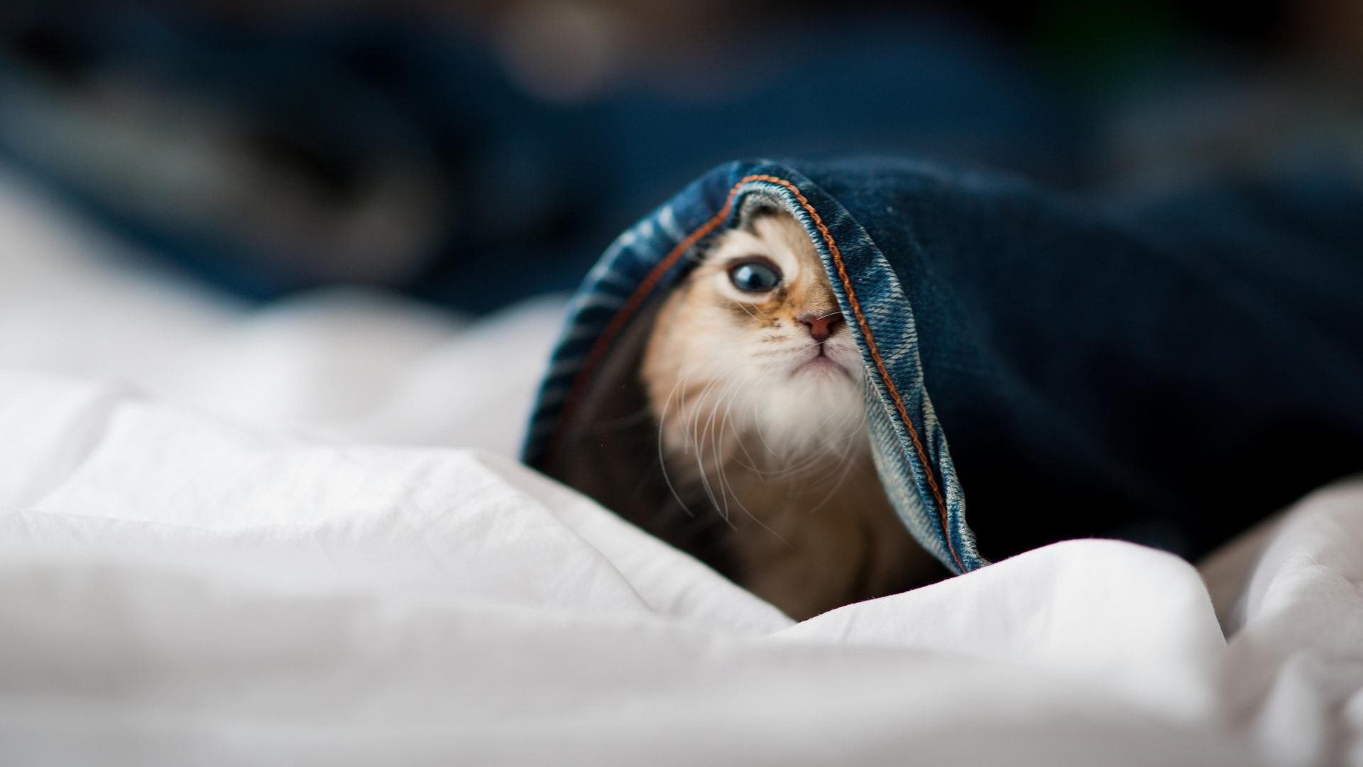 华体会hth-利物浦主场对阵布莱顿，博弈如火如荼，利物浦爆冷0-1不敌布莱顿