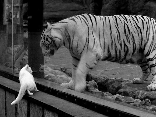 历史性电竞亚洲杯中国战队全胜出线,亚洲电竞大师杯