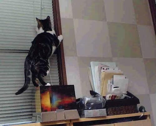 华体会hth登录-山东高速球队主力阵容发挥稳定，山东高速球队名单