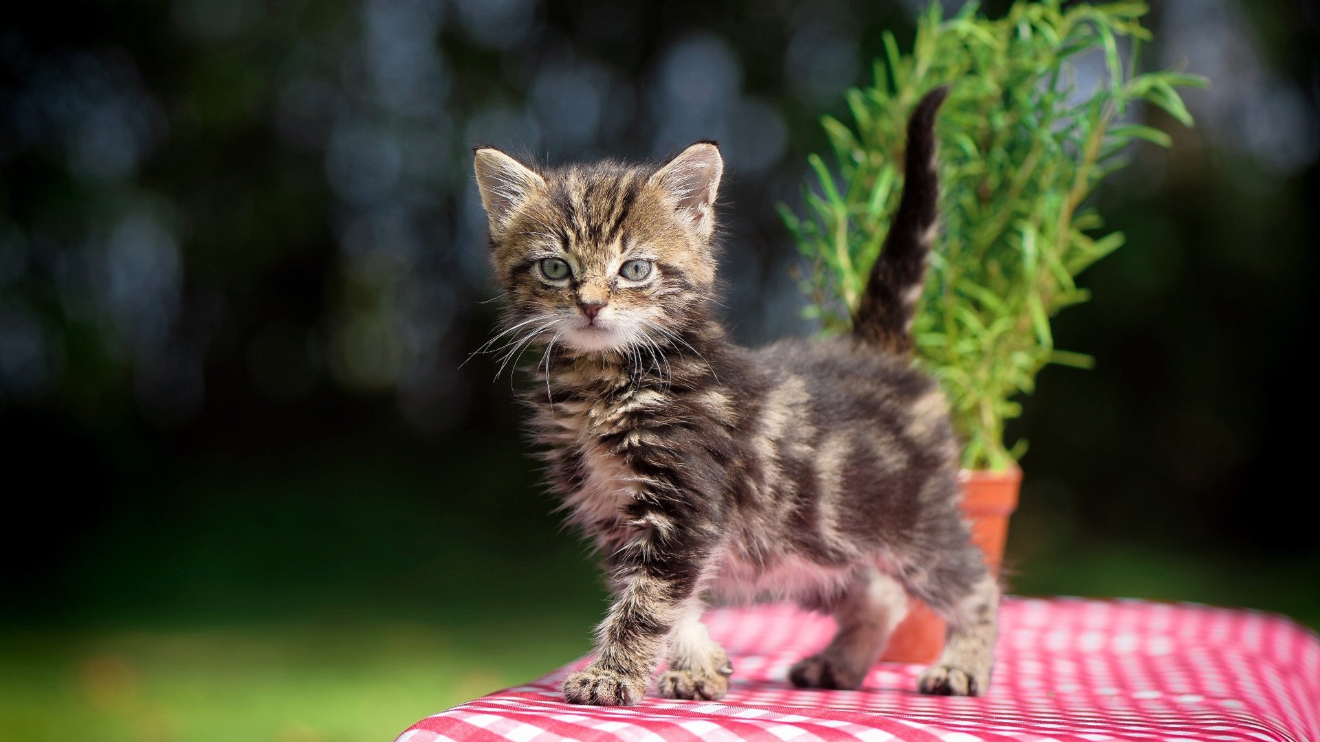 巴伐利亚竞技取得连胜,球队跻身德甲榜首,巴伐利亚成绩