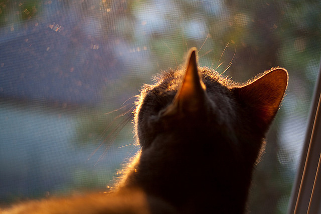 横滨水手主场气氛热烈，横滨水手主场球衣