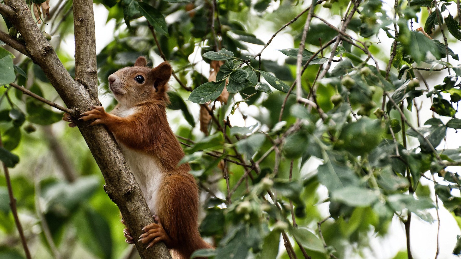 华体会hthapp登入-欧洲球队选拔新秀，培养未来篮球明星，欧洲篮球联赛明星球员