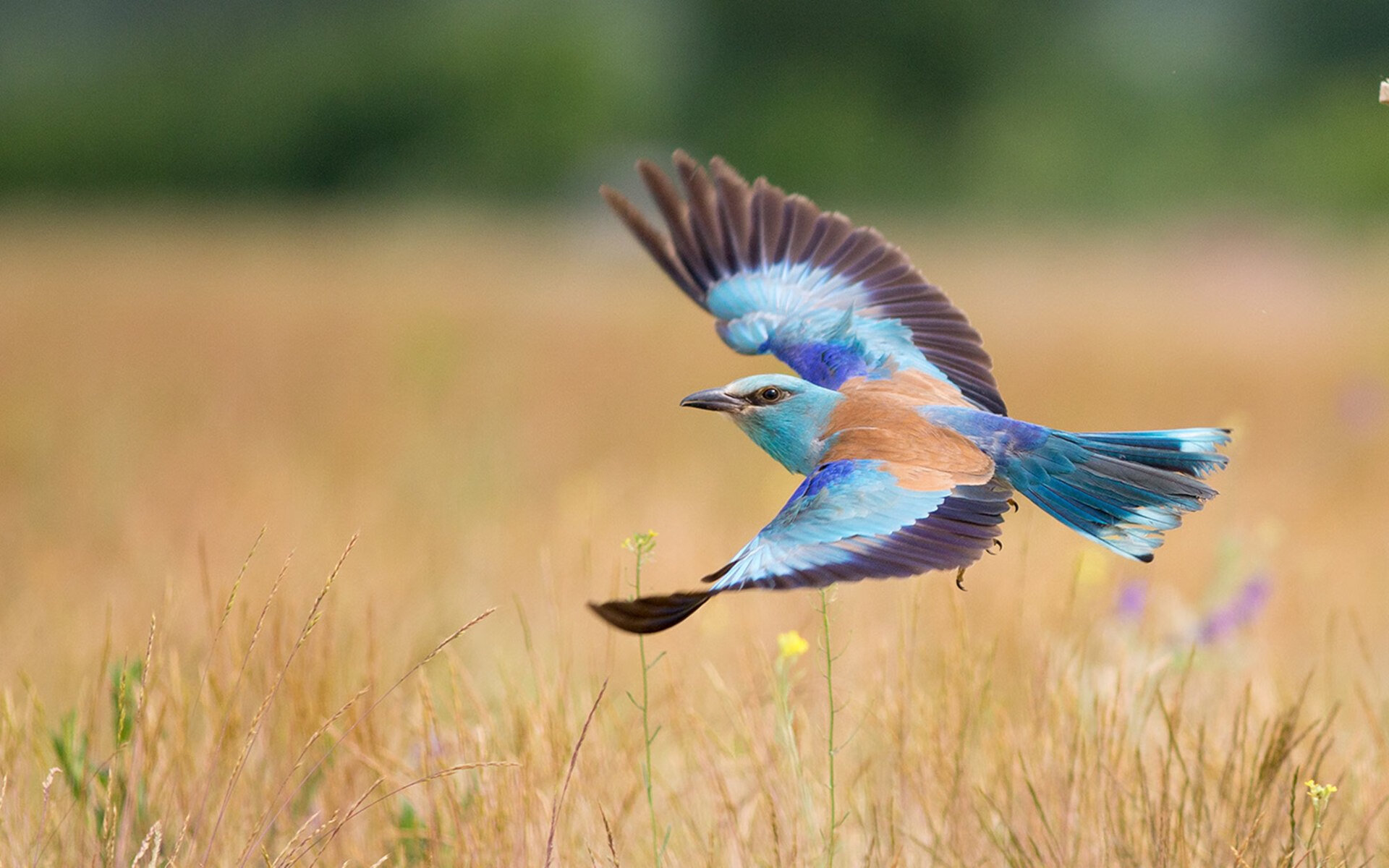 热刺对阵阿斯顿维拉,凯恩是否能继续稳定发挥?,热刺vs维特斯
