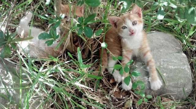 石油人团队配合日益默契,石油人的口号