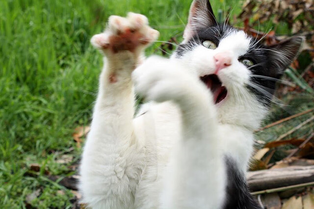 职业篮球俱乐部品牌影响力提升,篮球俱乐部企业愿景