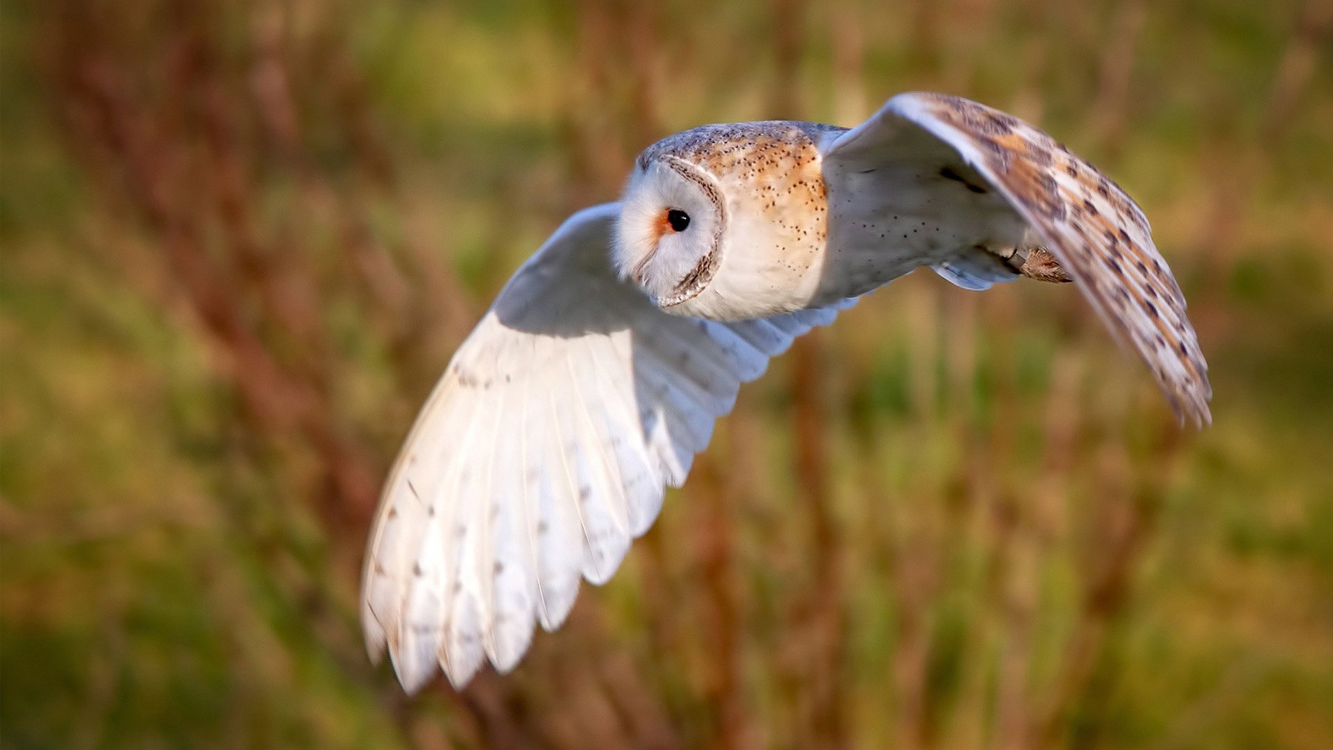 马竞-战平波尔图,晋级形势堪忧,马德里竞技 波尔图