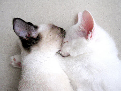 中国篮球青少年篮球推广新模式探讨,中国篮球青少年篮球推广新模式探讨