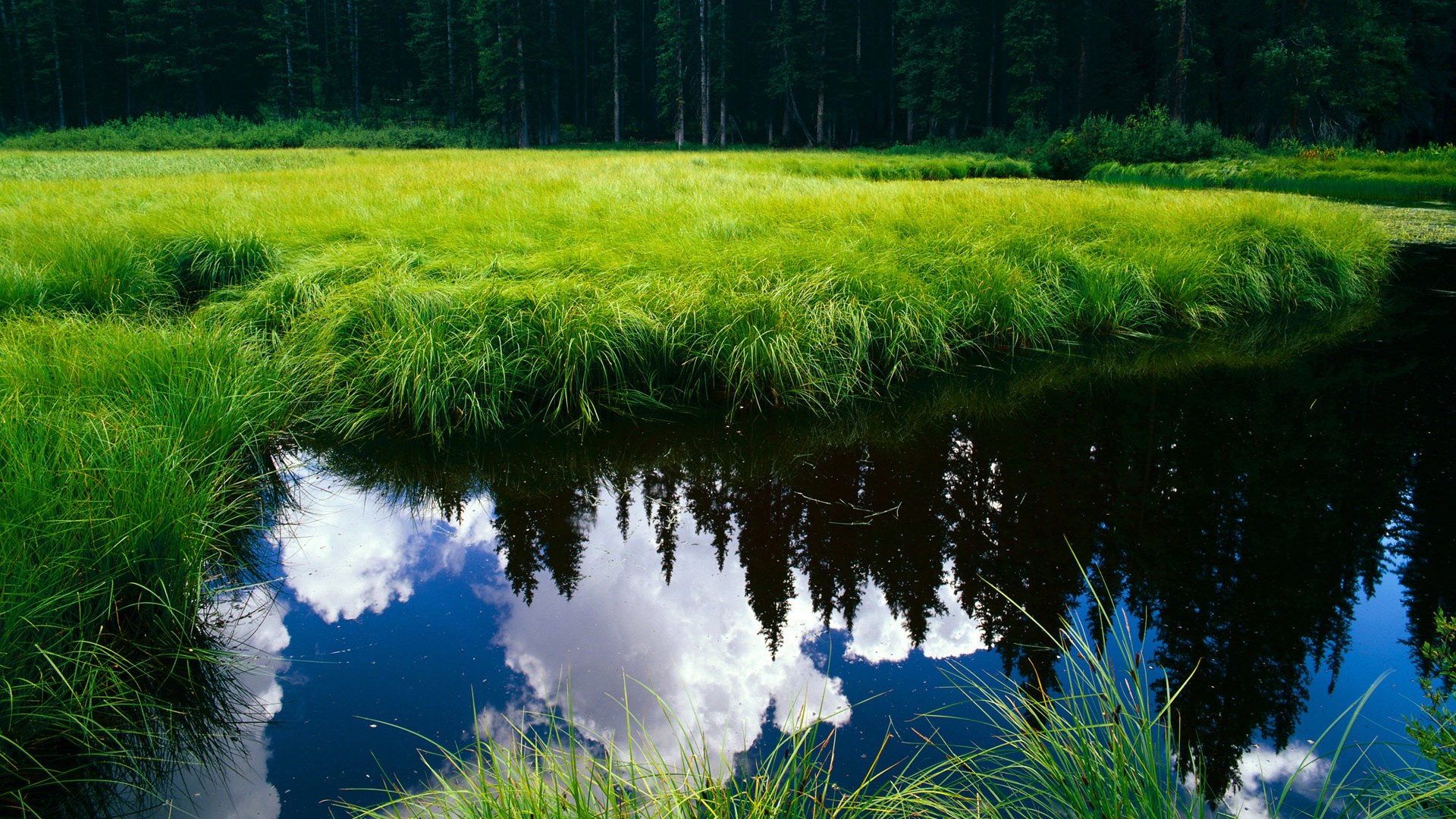全国马术盛装舞步大奖赛精彩纷呈,马术舞步冠军