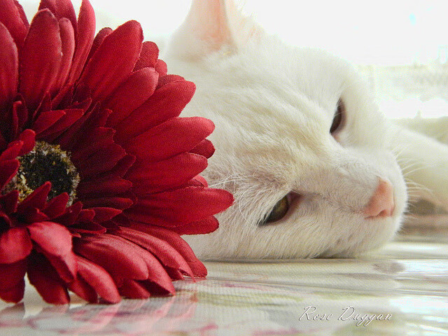 教学辅助技术创新,教学辅助的理解和使用