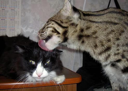 欧洲冠军杯:八强名单揭晓,谁会笑到最后?,欧洲冠军杯球队排名