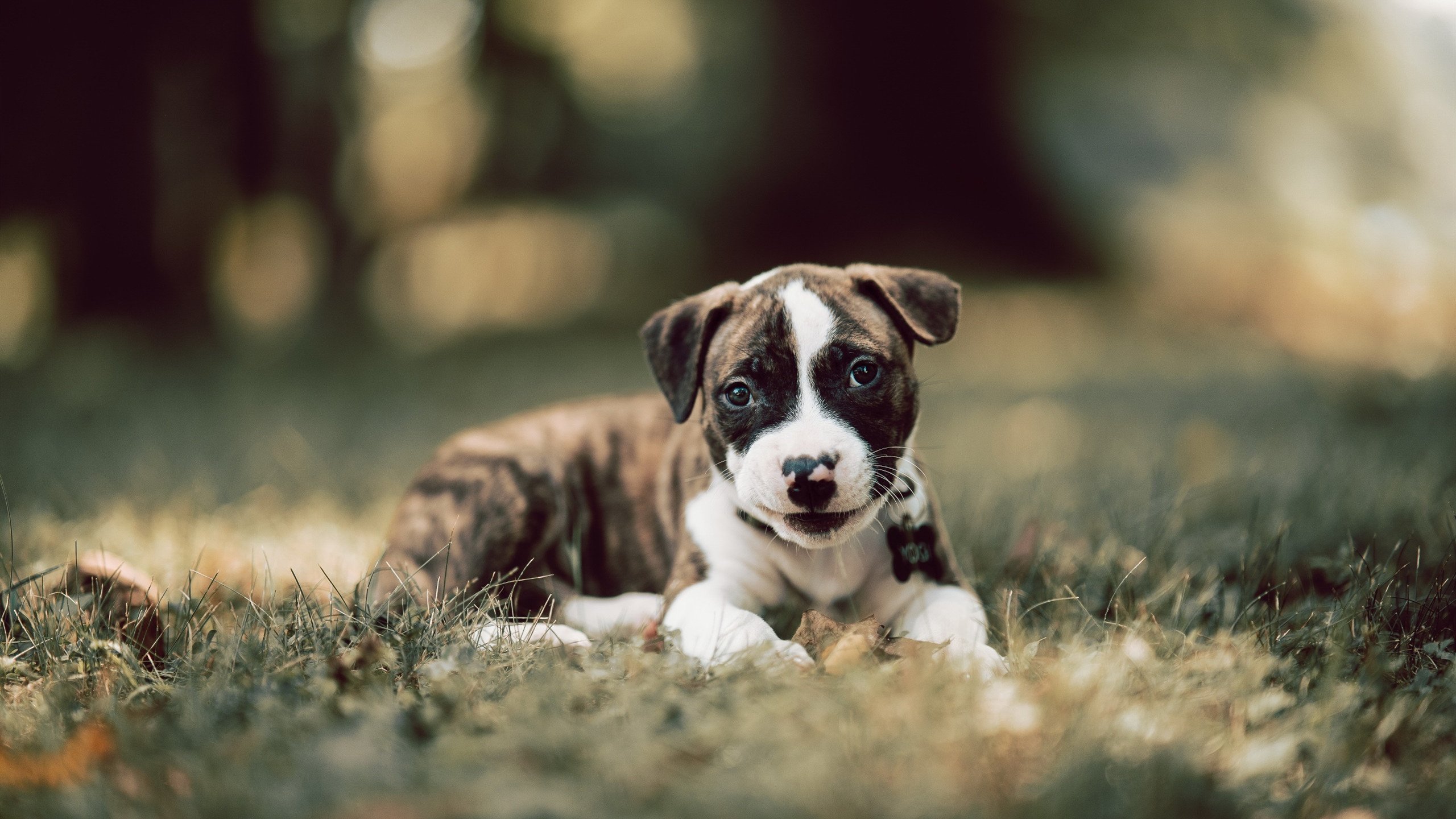 “宽板滑水:水面上的舞蹈,东三叉湖马鞍山赛场上演”