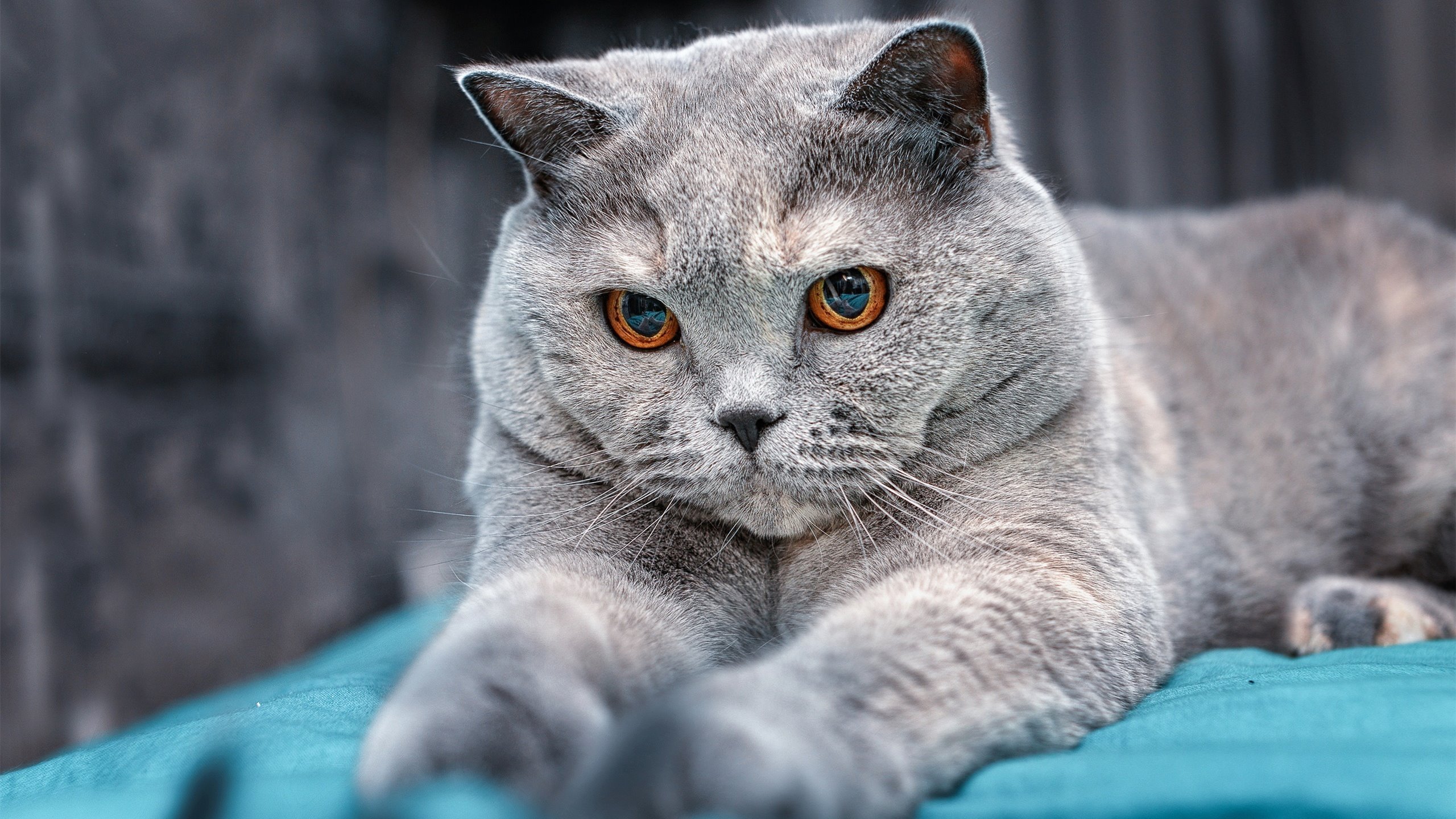 中国女篮比赛节奏加快 反击速度成为亮点,中国女篮赛制