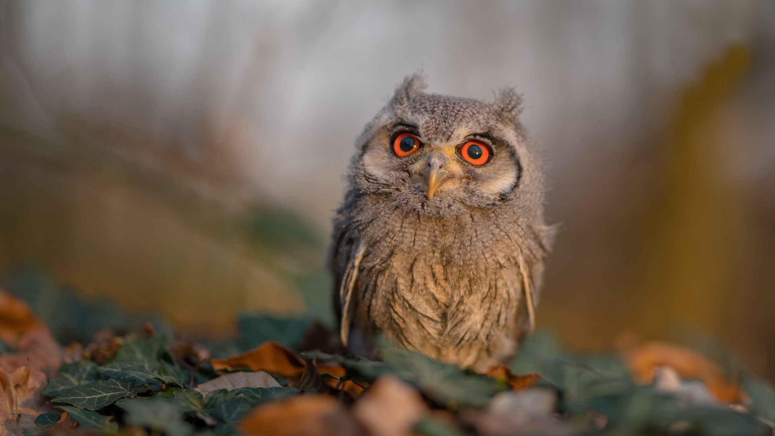 华体会hth官方网站登录-转换进攻中第一步启动节奏是否决定成效，转移进攻战术