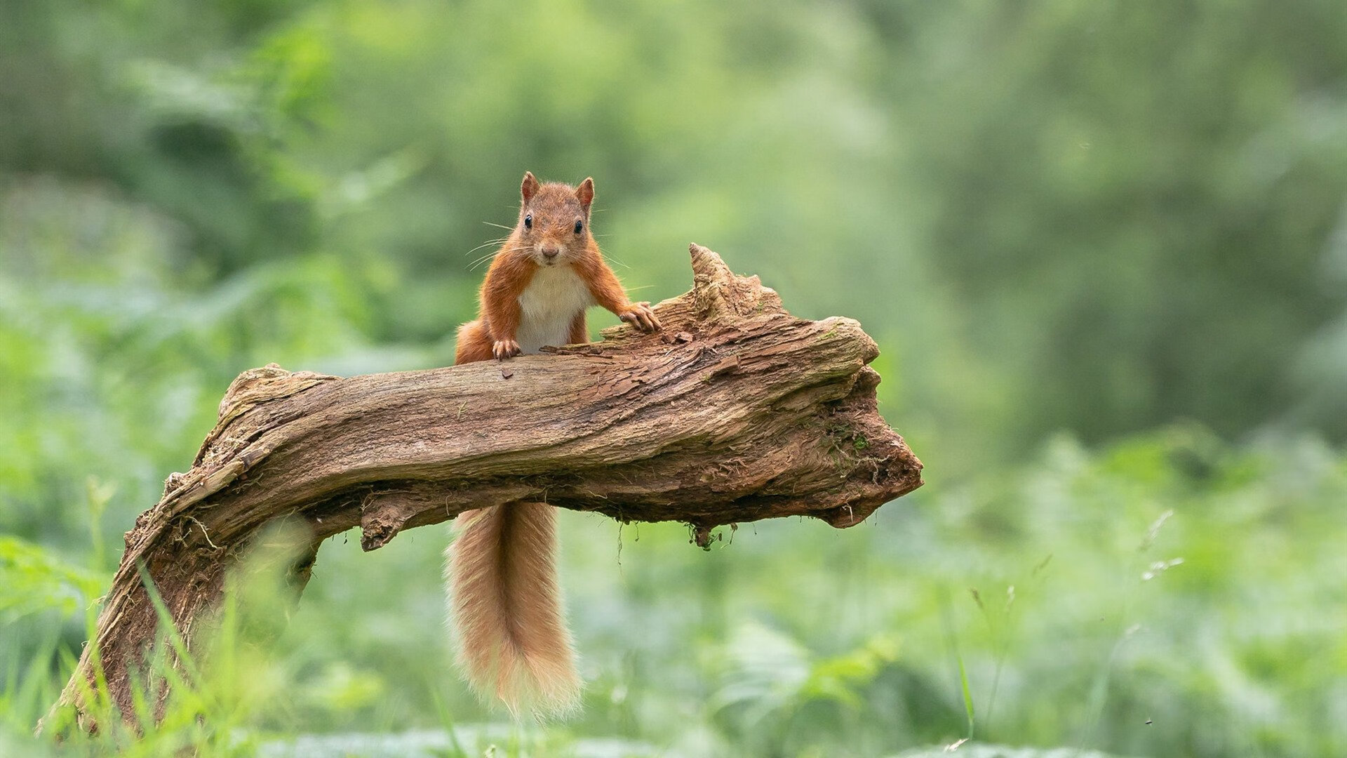 体育新闻中心解读新版足球联赛排名规则,足球联赛排面