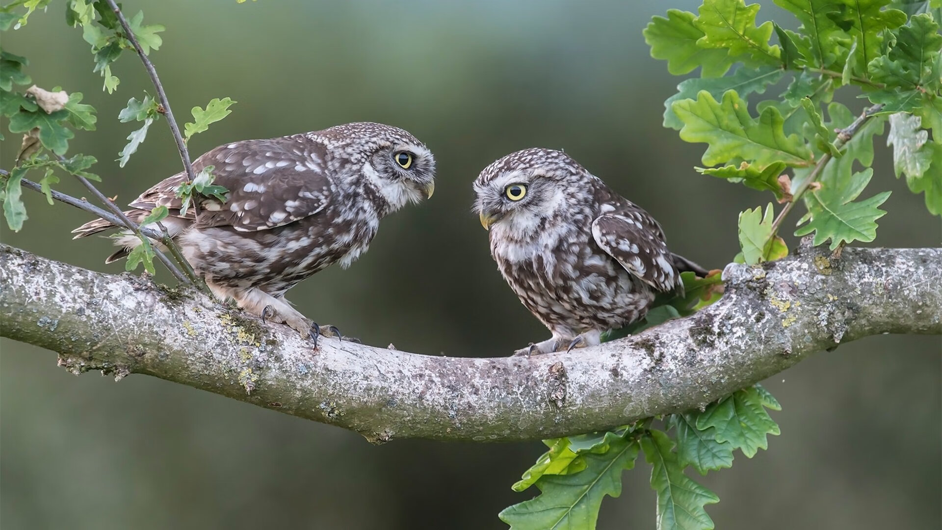 张雨霏新训练器材使用感受积极反馈，张雨霏的训练