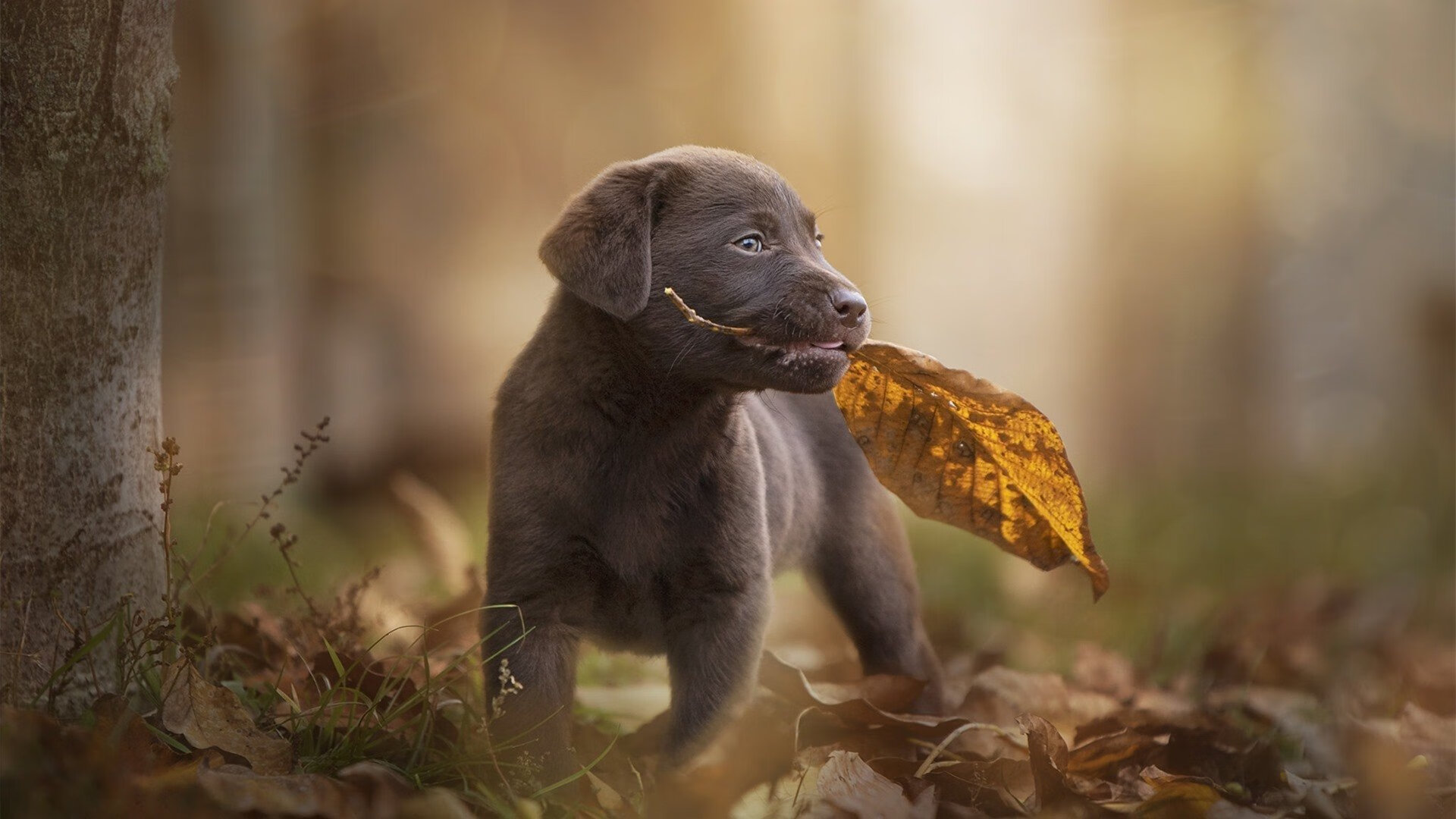 华体会hth娱乐平台-法国橄榄球队在国际赛场上表现稳健，展现强大实力，法国橄榄球俱乐部