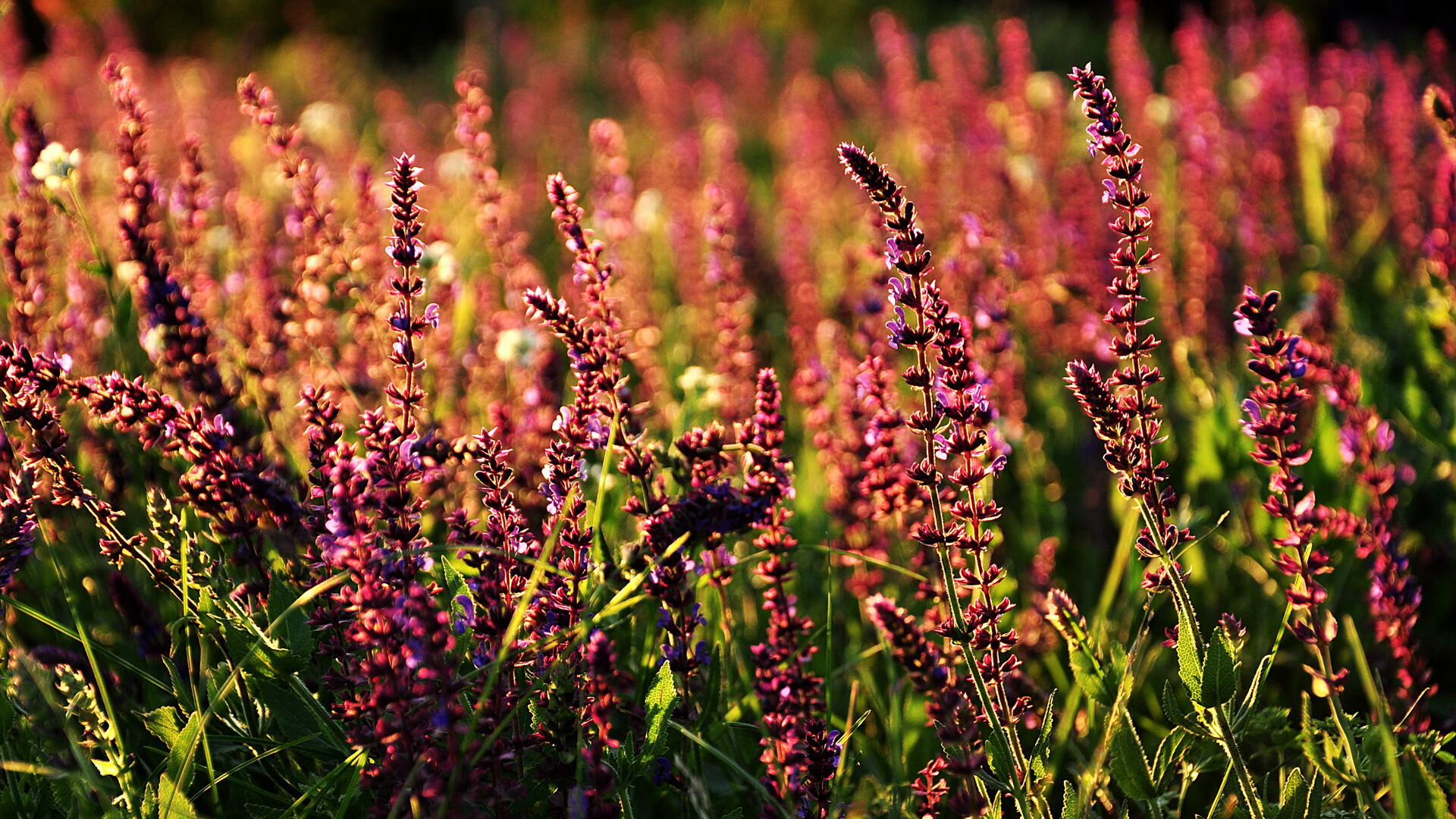 华体会手机网站-科特迪瓦男篮在非洲锦标赛中创造佳绩，体育强国再上新台阶，非洲科特迪瓦现在是什么时间