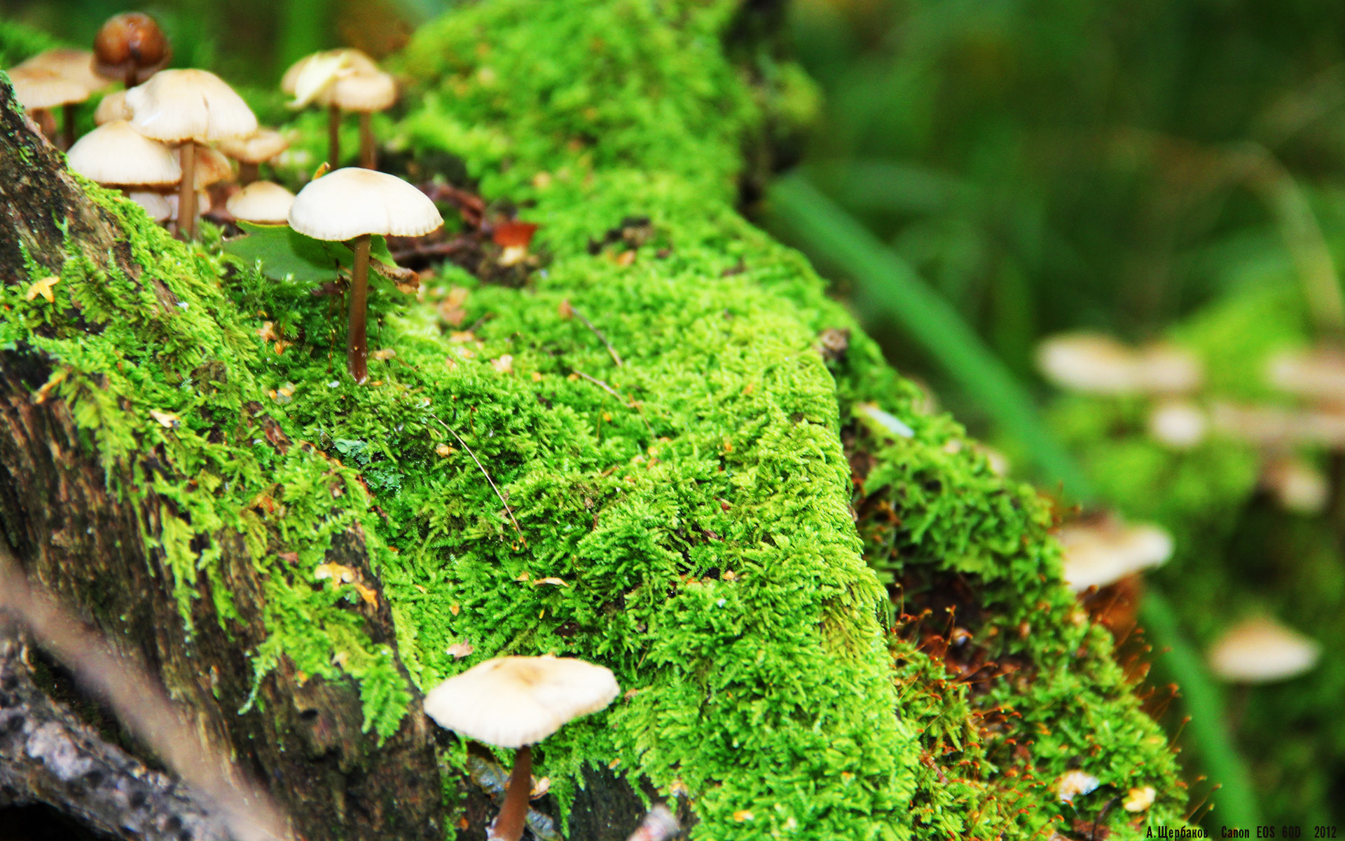 西甲攻防瞬间:频频上演精彩大秀!,西甲攻略