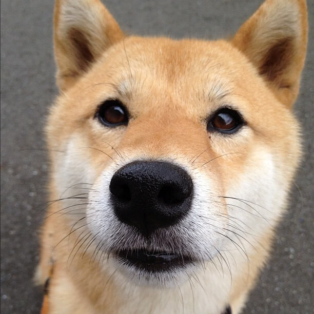 阿莱克西：每一跳都像最后一次，阿莱克西亚哥哥